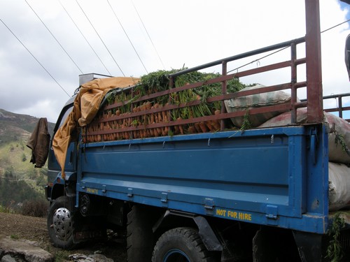 Lastwagen mit Karotten beladen