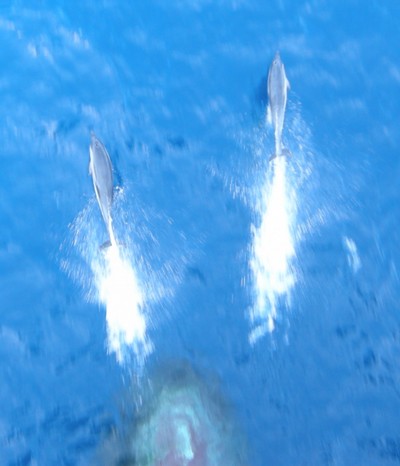 Spielende delfine vor dem Bug der Hanjin-Athens