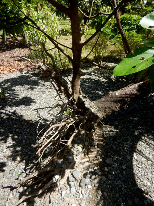 Ein neuer Avocadobaum wächst aus dem Wurzelstock des zmgewehten alten Baumes