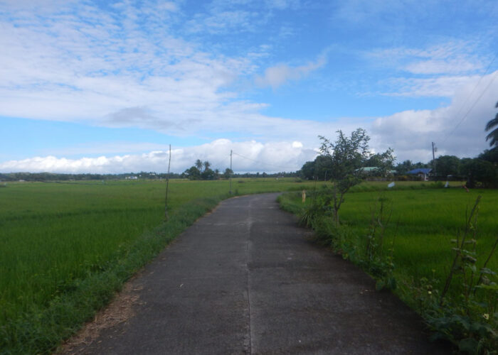 Fahrt durch die Reisfelder