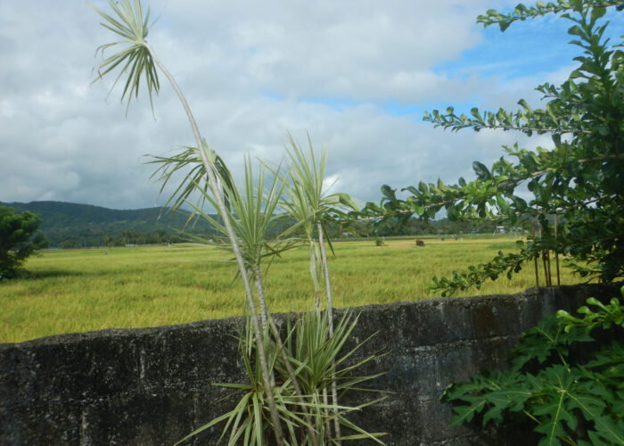 Reisfelder in dap Dap