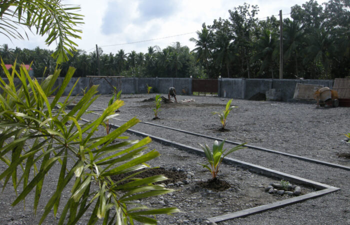 Bepflanzung Backyard - Golden Kokos-Palmen
