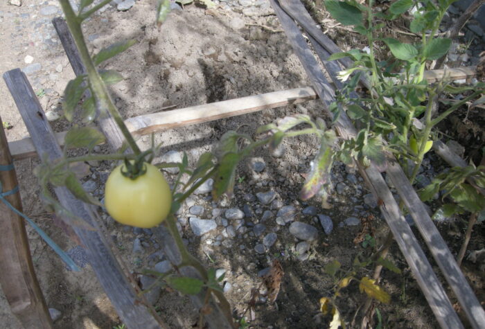 erste Tomate