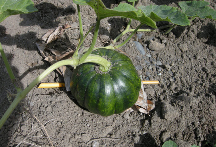 erste Melone