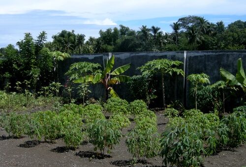Cassava mit Papayas im Hintergrund