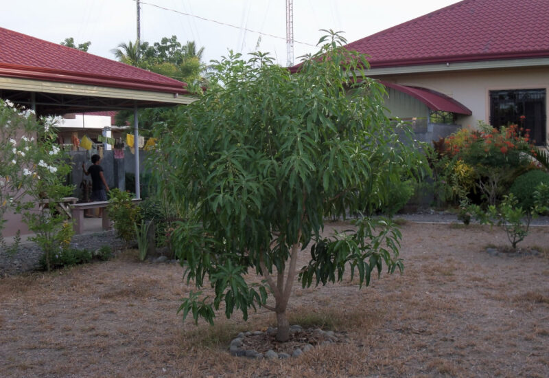 Garten Mai 2015 Mangobaum