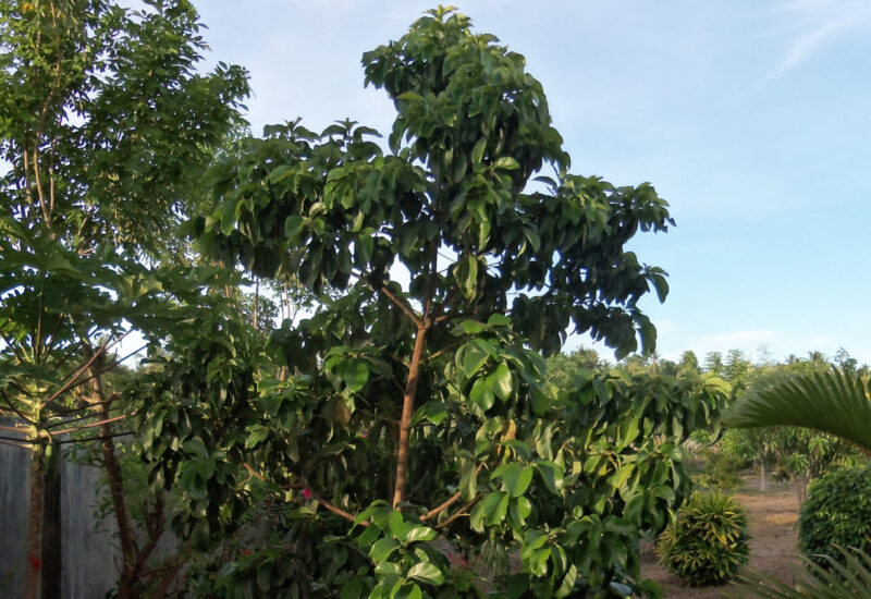 2015-Makato Garden Avocado-Tree