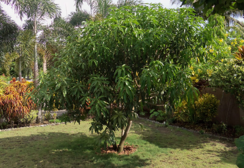 2015 - Garten Makato Mangobaum im Vorgarten