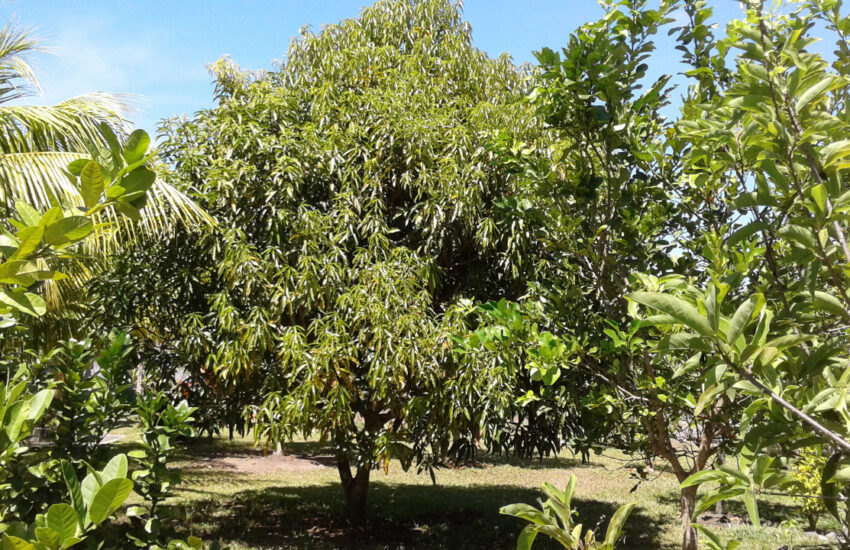 2018 - Gartenimpressionen - Mango-Baum