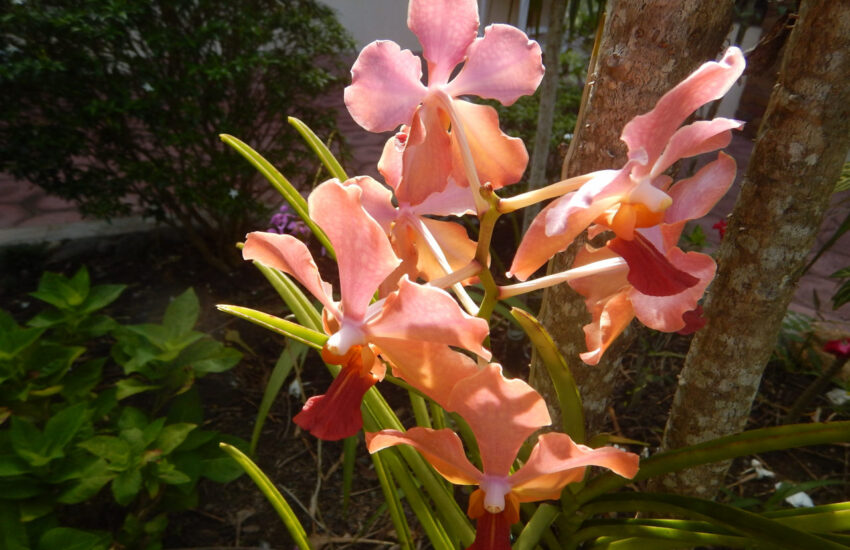 Makato - Orchids