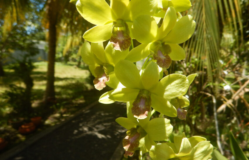 Makato Orchids