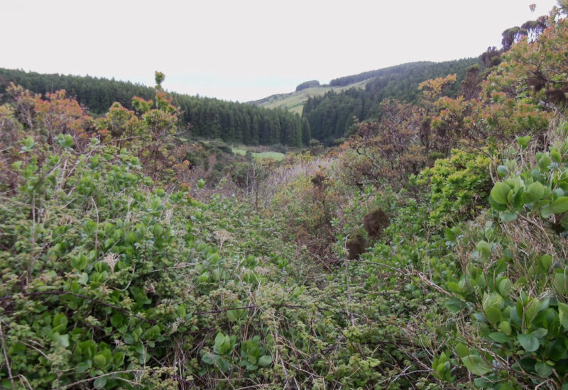 Landschaftsbild/Vegetation auf Faial