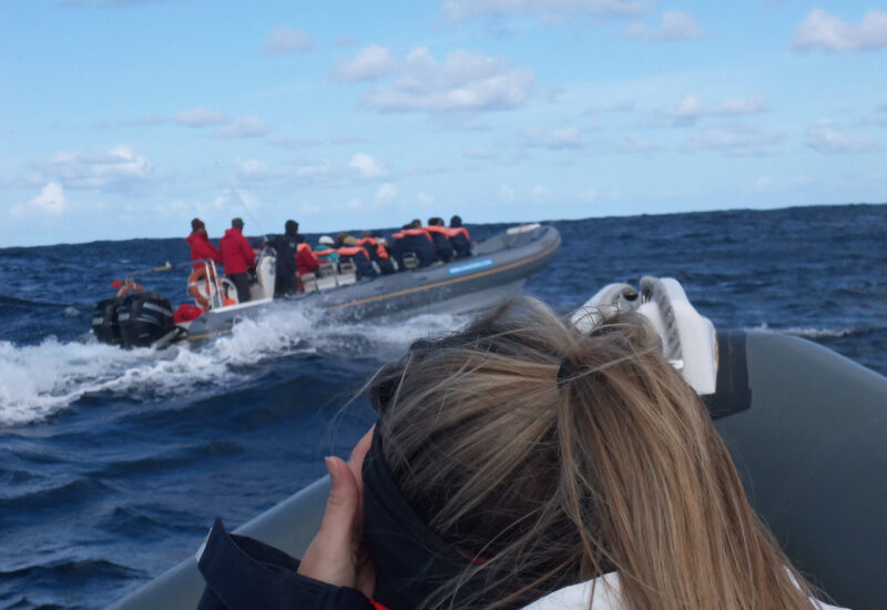 Horta Whale Watching - Blick auf das zweite Boot