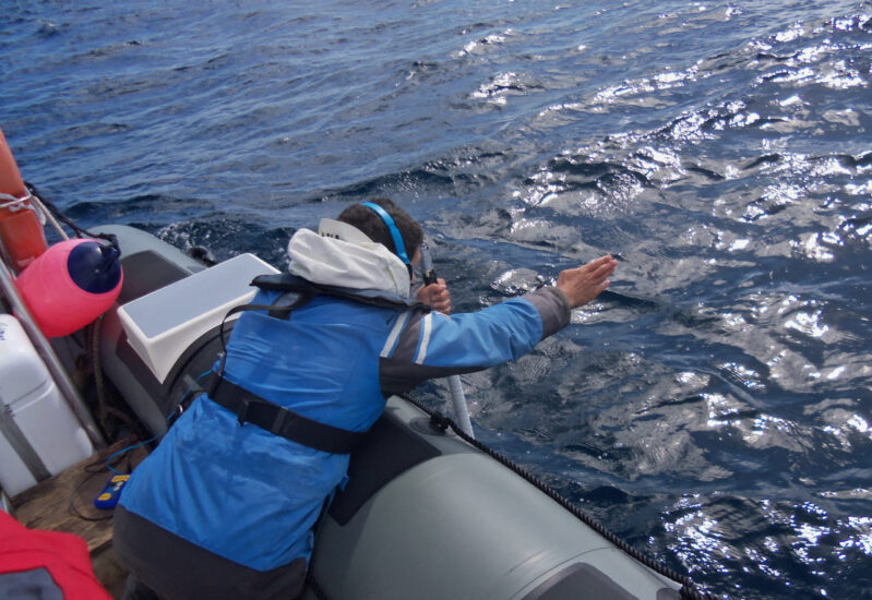 Horta Whale Watching - die Guides haben dank Wassermikrophon etwas entdeckt