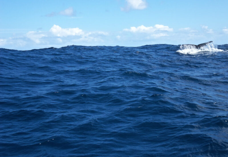 Horta Whale Watching - der Spermwal taucht Ab. Schwanzflosse