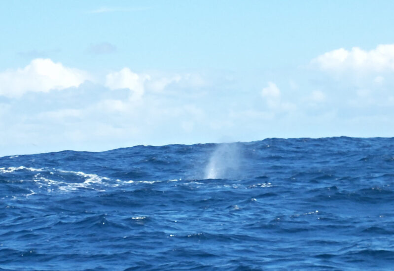 Horta Whale Watching - die Blas Fontäne eines Sperm Wals