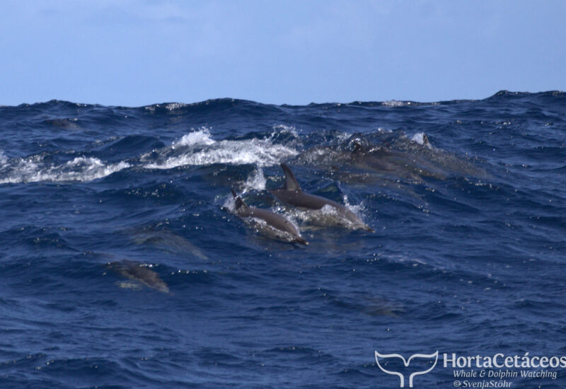 Horta Whale Watching - Delfine