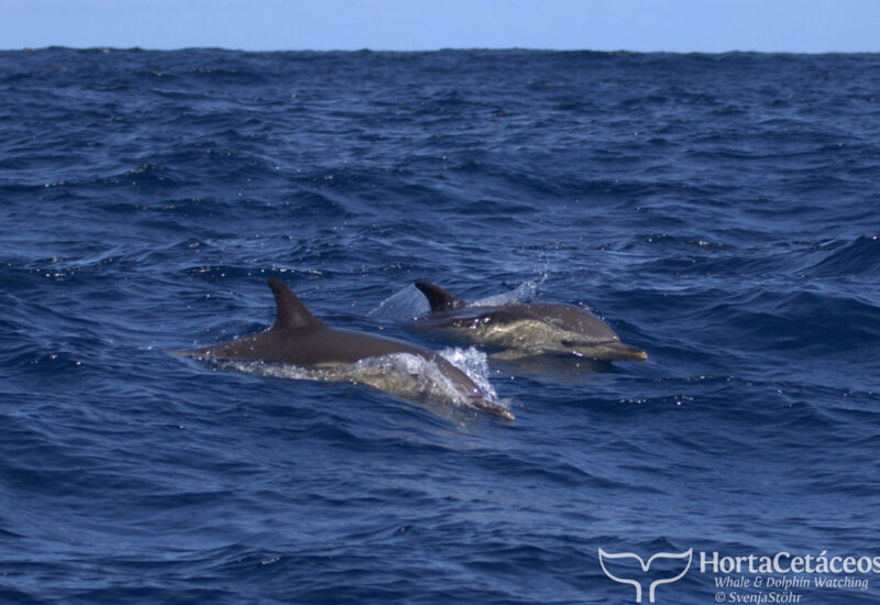 Horta Whale Watching - Delfine