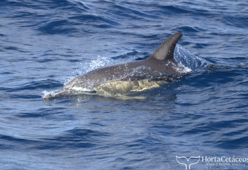 Horta Whale Watching - Grossaufnahme eines Delfins