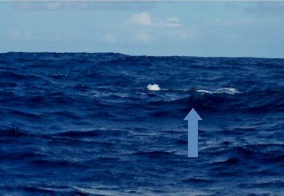Horta Whale Watching - die Rückenflossen eines Sperm Wals